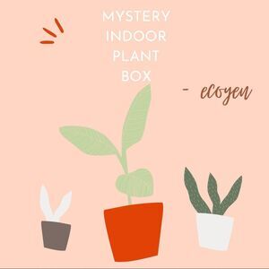 MYSTERY INDOOR PLANT BOX